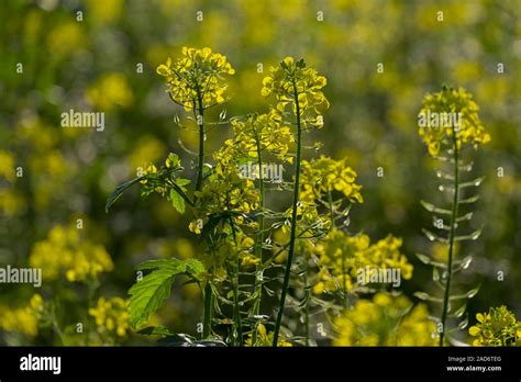 Black Mustard Brassica Nigra Stock Photo Alamy
