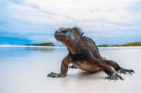 Greg Lecoeur Underwater And Wildlife Photography Marine Iguana