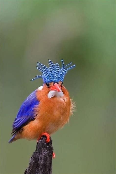 44 Best Common Backyard Birds Images On Pinterest Beautiful Birds