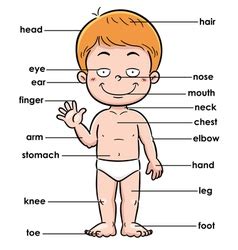 Find & download free graphic resources for body parts. Body Parts Diagram Poster Royalty Free Vector Image