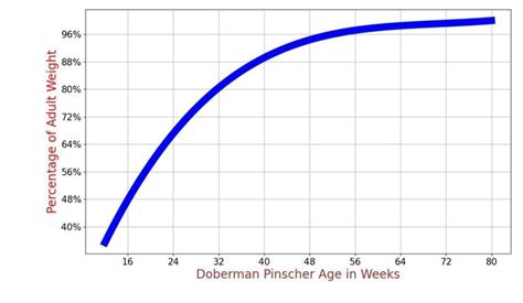 Doberman Pinscher Growth Chart Doberman Pinscher Weight Calculator
