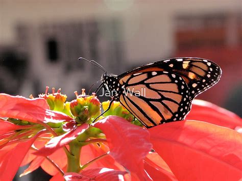 Beautiful Monarch Butterfly By Jan Wall Redbubble