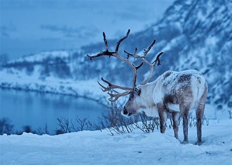 Reindeer Hd Wallpaper Hintergrund 1920x1368 Id1076798