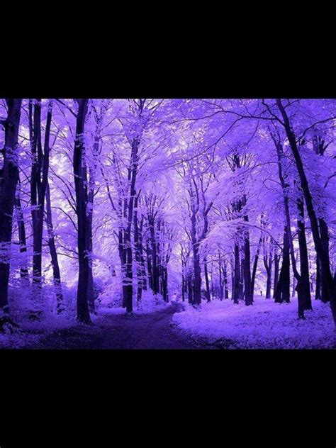 Pin by Darlene Twymon on Color purple | Purple trees, Purple forest, Purple aesthetic