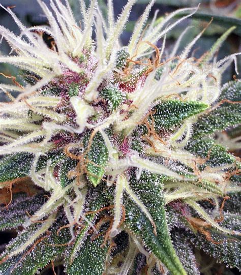 Purple Kush Feminized Seeds For Sale Information And