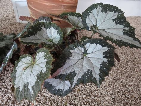 Rex Begonias My Favorite Plantthis Week