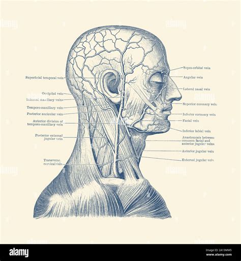 Anatomía Vintage Imprimir Mostrando Un Diagrama De La Cabeza Humana