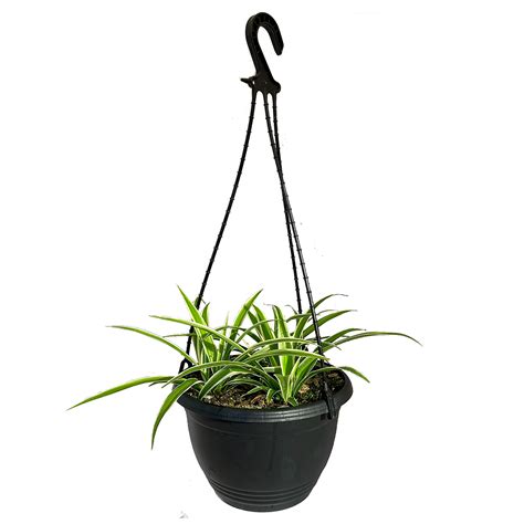 200mm Spider Plant In Hanging Basket Chlorophytum Comosum Variegatum