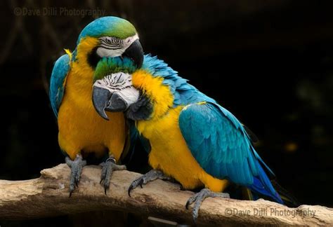 Photograph Parrots Birds Cuddle Kiss Romance Unmatted Fine