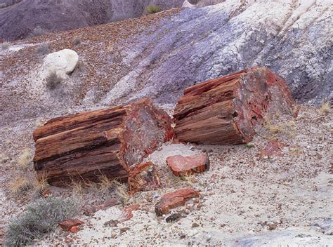 Fossilised Trees In Petrified Forest National Park Photograph By Simon