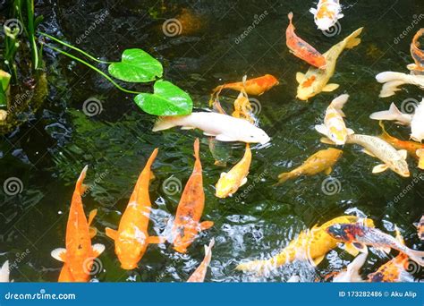 The Beautiful Koi Fish In Pond Stock Photo Image Of Color Black