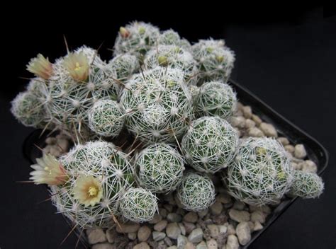 C&s society of san jose prusch farm park 647 south king road san jose. Mammillaria gracilis | Garden crafts, Cactus, Succulents