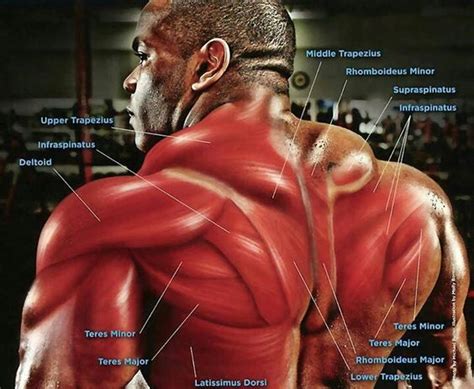 Anatomy Of The Mid To Upper Back Muscles Know Your Muscles