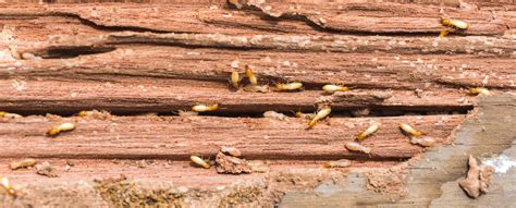 The 3 Natural Termite Control Remedies We Recommend