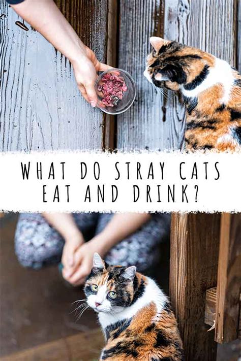 What Do Stray Cats Eat And Drink Cat Meme Stock Pictures And Photos