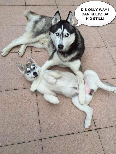 Husky Parenting Dog Quotes Funny Husky Funny Funny Dogs
