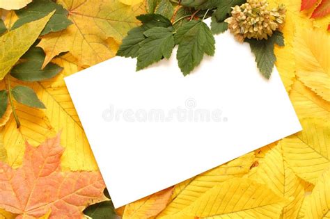 Colorful Autumn Leaves Border Stock Photo Image Of Orange Flora