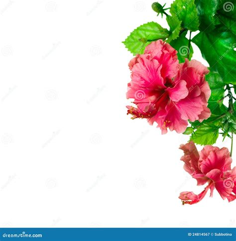 Hibiscus Border Design Royalty Free Stock Photography Image 24814567