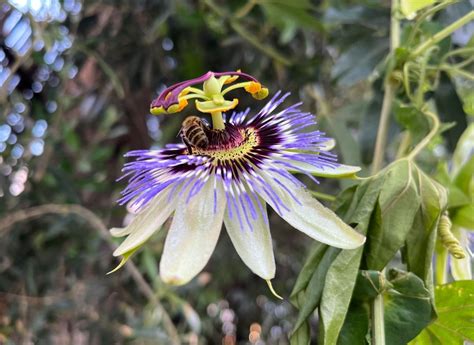 Passiflora Caerulea Flower Blue Passion Flower How To Grow And Take Care