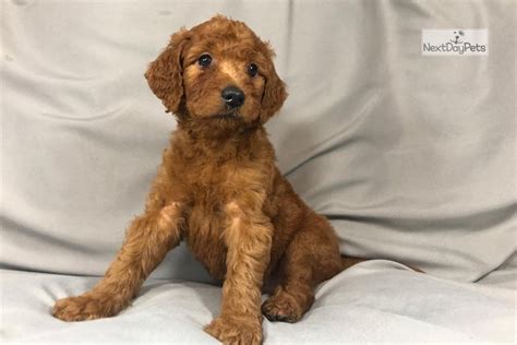 Check out these gorgeous and charming irish doodle puppies that will be sure to melt your heart for more information go to www.lancasterpupppies.commusic. Fi Irish Doodle: Irishdoodle puppy for sale near Eau ...