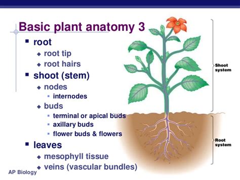 Chapter 35 Plant Structure