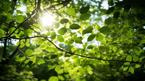 Green Tree Branches And Sun Shining Through Leaves Background Fresh