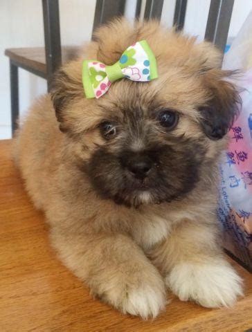 Teacup pomeranians, find teacup pomeranian puppies on our website. **Fluffy Pomeranian-Shih Tzu (Pom-Shih)Puppies!** for Sale in Tracy, California Classified ...