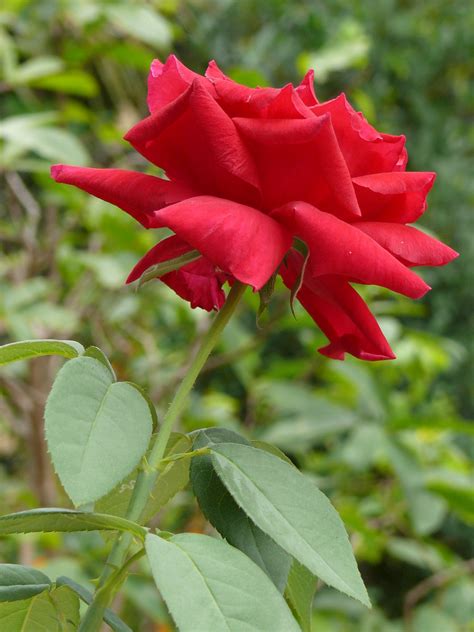 Hoa Hồng Rosa Rosaceae Hồng Hay Hường Là Tên Gọi Chung Cho Flickr