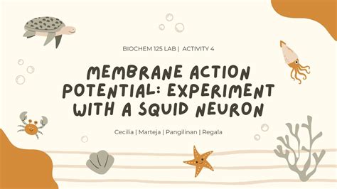 Membrane Action Potential Experiment With A Squid Neuron Youtube