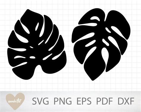 Printable Monstera Leaf Outline Web Check Out Our Monstera Leaf And