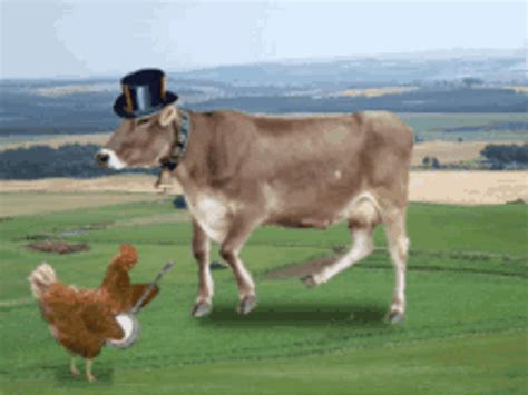 Dancing Cow S