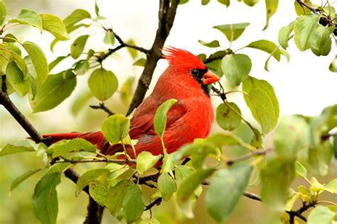 Northern Cardinal Cardinalis Cardinalis Grindstone Creek Flickr