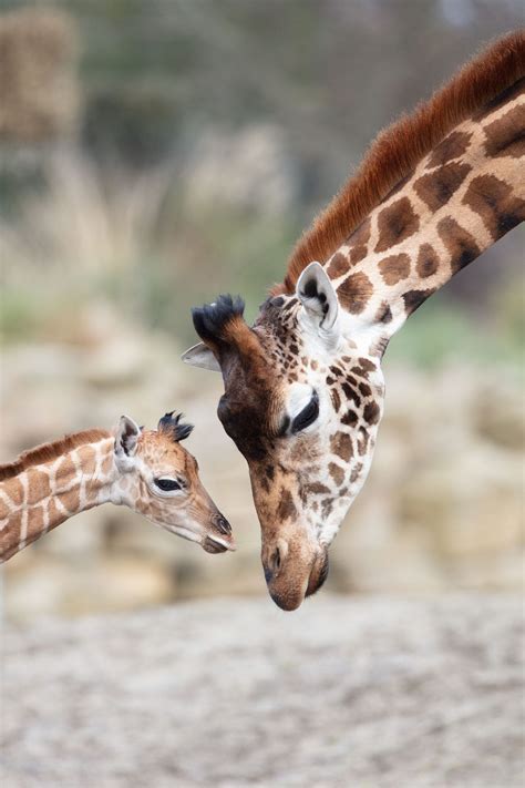 Giraffe Dublin Zoo
