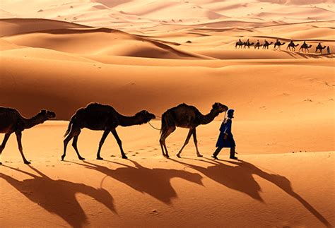 Cómo Pueden Sobrevivir Los Camellos En El Desierto