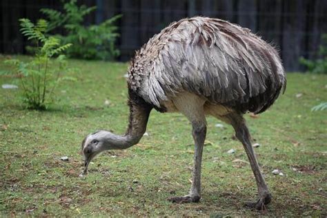 List Of 15 Animals That Walk On Two Legs Pictures Facts Wild