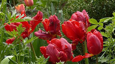 Parrot Tulips Characteristics Propagation Caring Varieties And Uses
