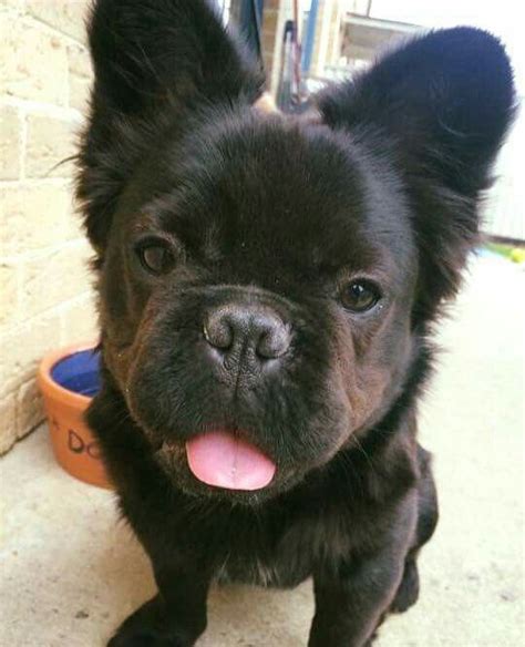 Our imports have either fci and/or kc foreign registration. Fluffy french bulldog | French bulldog, Cute animals, Pets
