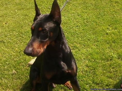 Akc Doberman Pinscher Puppies For Sale Price 60000 For Sale In
