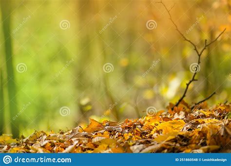 Falling Autumn Leaves Natural Background Autumn Leaves Falling And