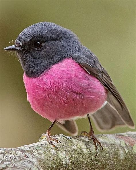 Websta Wildlifeowners Pink Robinphoto Bytim Colin