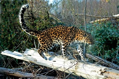 Macan Tutul Amur Panthera Pardus Orientalis Foto Stok Unduh Gambar