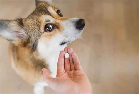 Antibiotics Can Help Dogs Fight Ear Eye Urinary Tract Infections