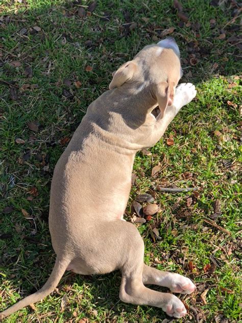 Pit bull terrier · brooklyn, ny. Pitbull puppy for sale in Irving, TX - 5miles: Buy and Sell