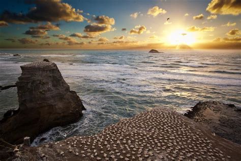 Muriwai Beach Nz Muriwai Beach Beach Wallpaper New Zealand Travel