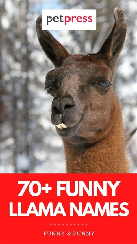70 Funny Llama Names Guaranteed To Make You Laugh
