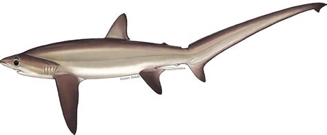 Alopias Superciliosus Sharks