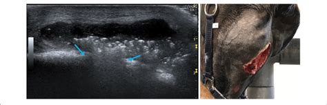 Left Horse No 14 Ultrasonographic Image Of Mandibular Abscess