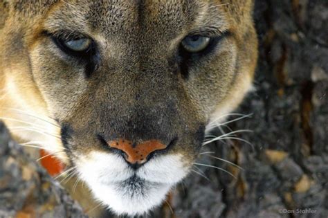 Cougar Project Uses Cutting Edge Tech To Follow Elusive Predator