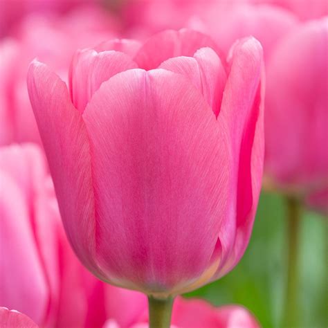 Tulip Big Love White Flower Farm