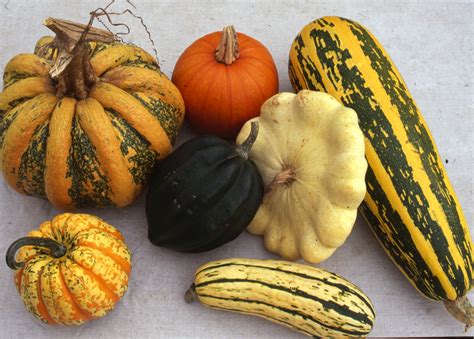 Best 21 Winter Squash Varieties Best Recipes Ideas And Collections
